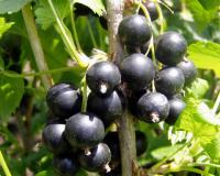 Ribes Nero AGHD Srl